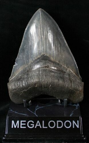 Good Quality Megalodon Tooth - Serrated #14846